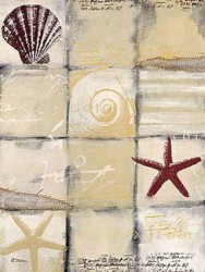 Star Shell by Anna Flores