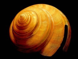 Australian Slit Shell by David Hwang