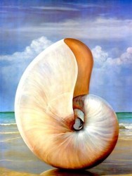 Pearled Nautilus by David Hwang