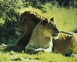 The Tide has Turned, NSW Winners