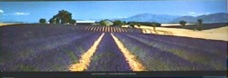 Lavander Provence by Koji Yamashita