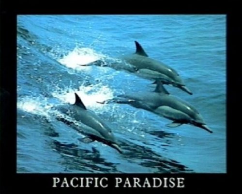 T01-Pacific Paradise