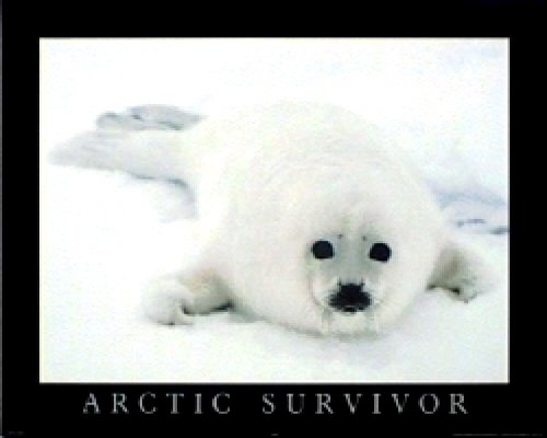 T05-Arctic Survivor