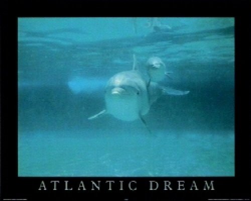 T11-Atlantic Dream (Dolphins)