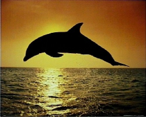 T16-Dolphin Sunset