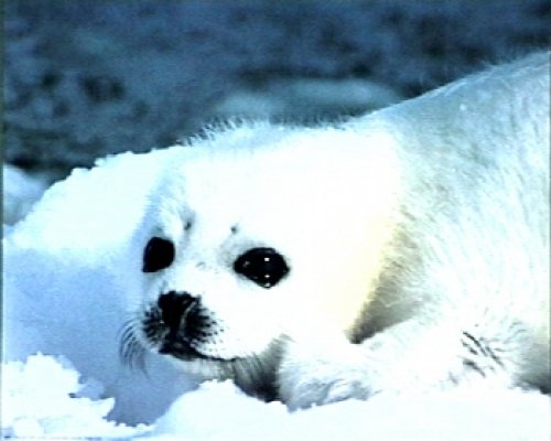 T20-Snow Seal