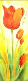 Tulipano Arancione