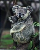 SA29-Koala and Baby