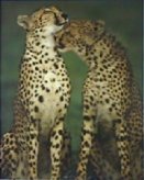 SA35-Cheetahs