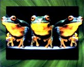SA38-Frogs