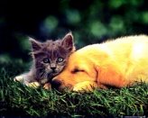 SA40-Puppy and Kitten