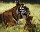 SB16-Tiger and cub