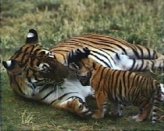 SB17-Tiger and cub