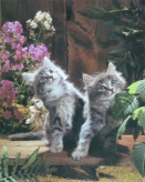 SA34-Kittens