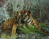 SB24-Tiger Cubs