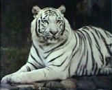 SB28-White Tiger