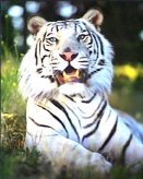 SB29-White Tiger