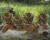 SB35-Tiger Cubs