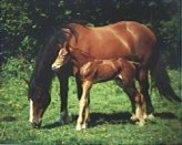 SA16-Horse & Pony