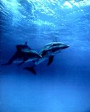 T06-Dolphins