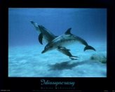 T12-Idiosynchrasy (Dolphins)
