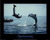 T15-Synchronicity (Dolphins)